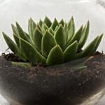 Green Echeveria Plant In Fish Bowl