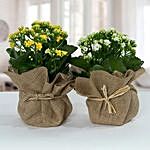 Jute Wrapped Dual Potted Plant