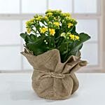 Jute Wrapped Dual Potted Plant
