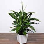 Lily Plant With Personalised Magic Mug