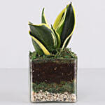 Lotus Sansevieria Plant 3 Glass Terrarium