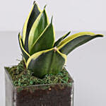 Lotus Sansevieria Plant 3 Glass Terrarium