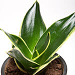 Milt Sansevieria Plant In Black Plastic Pot