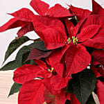 Poinsettia Plant In Reviting White Pot