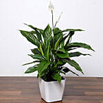 Pretty Peace Lily Plant