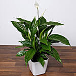 Pretty Peace Lily Plant