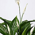 Pretty Peace Lily Plant
