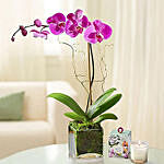 Purple Orchid Plant In a Glass Vase