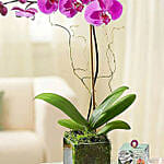 Purple Orchid Plant In a Glass Vase