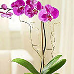 Purple Orchid Plant In a Glass Vase