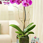 Purple Orchid With Ferrero Rocher