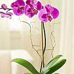 Purple Orchid With Ferrero Rocher