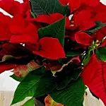 Red Poinsettia Plant In a Black Pot