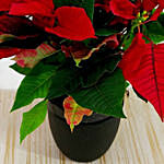 Red Poinsettia Plant In a Black Pot