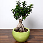 Refreshing Bonsai Plant In Green Pot