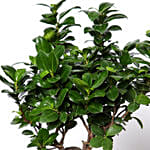 Refreshing Bonsai Plant In Green Pot