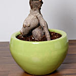 Refreshing Bonsai Plant In Green Pot