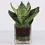 Sanseaveria Green Compacta Plant 3 Glass Terrarium