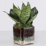 Sanseaveria Green Compacta Plant 3 Glass Terrarium