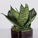 Sanseaveria Green Compacta Plant 3 Glass Terrarium