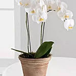 Satisfying White Phalaenopsis Orchid Plant