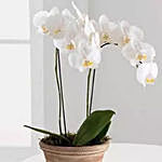 Satisfying White Phalaenopsis Orchid Plant
