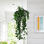 Soothing Hanging Hedera Hel Plant