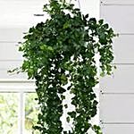 Soothing Hanging Hedera Hel Plant