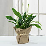 Spathiphyllum Jute Wrapped Plant