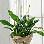 Spathiphyllum Jute Wrapped Plant