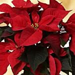 Special Poinsettia Plant With Candles