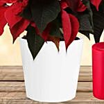 Special Poinsettia Plant With Candles