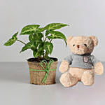 Syngonium Plant Red White Teddy