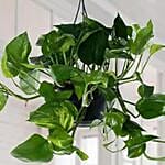 The Hanging Epipremnum Aureum Plant