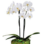 Two Stem Moth Orchid Plant In Glass Vase