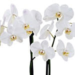 Two Stem Moth Orchid Plant In Glass Vase