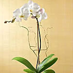 White Orchid Plant In a Glass Vase
