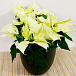 White Poinsettia Plant In a Black Pot