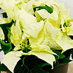 White Poinsettia Plant In a Black Pot