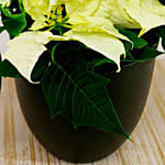 White Poinsettia Plant In a Black Pot