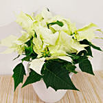 White Poinsettia Plant In White Pot