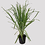 Cymbopogon Plant Pot