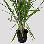 Cymbopogon Plant Pot