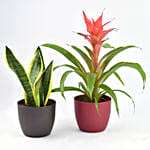 Indoor Plants Duo Snake And Guzmania Plant