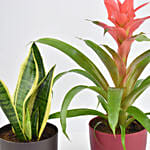 Indoor Plants Duo Snake And Guzmania Plant