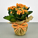 Jute Wrapped Orange Kalanchoe Plant