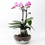 Mini Double Phalaenopsis In Fishbowl