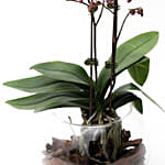 Mini Double Phalaenopsis In Fishbowl