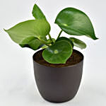 Peperomia Plant In Planter