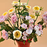 Mixed Spray Roses In Oval Shaped Red Vase